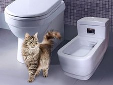 Как приучить кота к унитазу