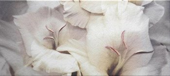 Pamesa Salerno DEC CALAS BLANCO декор 157284