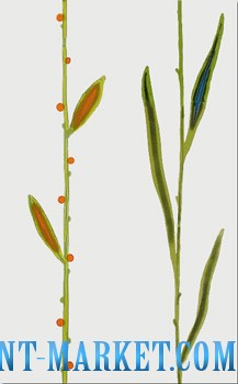 Novogres Плитка DEC ULAN FUTURA BLANCO декор 115259