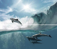 Novogres Плитка Fresh DEC FRESH ACUARIO-2 декор 205727