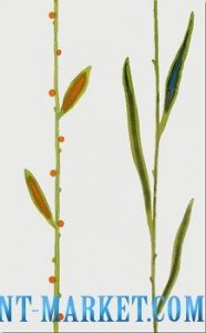 Novogres Плитка DEC ULAN FUTURA BLANCO декор 115259