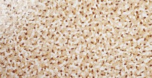 Rocersa Pedrera MARRON Плитка настінна 244028