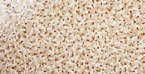 Rocersa Pedrera MARRON Плитка настенная 244028