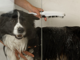 Душевая насадка Ravak для купания животных пластик белый матовый X07P1478