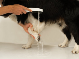 Душевая насадка Ravak для купания животных пластик белый матовый X07P1478