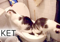 коты на унитазе