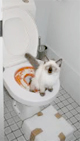 котенок в туалете