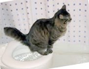 кот на унитазе